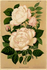 Rose James Bougault