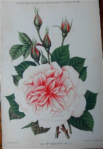 Rose Madame Segond-Weber