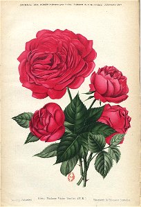 Rosa Madame Victor Verdier. Free illustration for personal and commercial use.