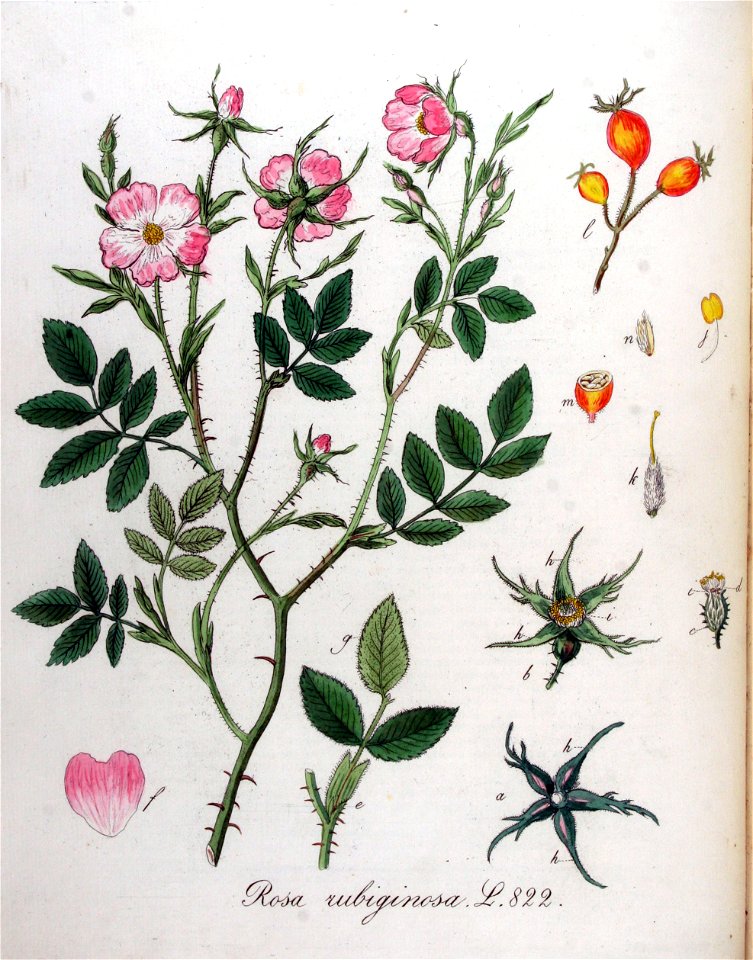 Rosa rubiginosa — Flora Batava — Volume v11