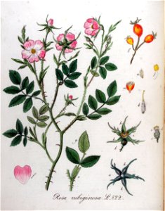 Rosa rubiginosa — Flora Batava — Volume v11