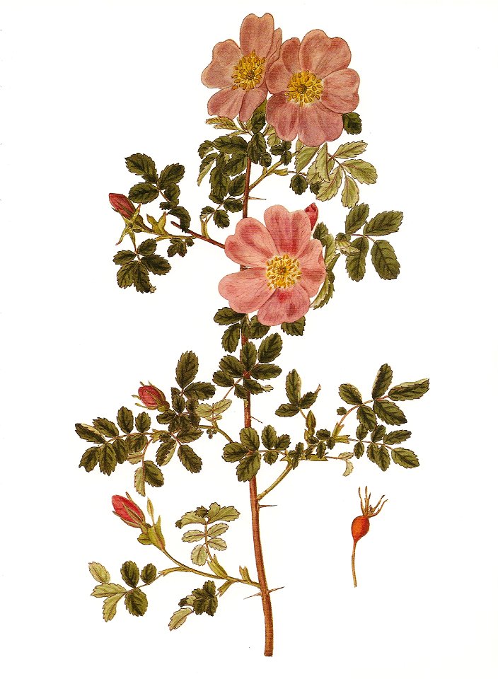 Rosa woodsii RHS