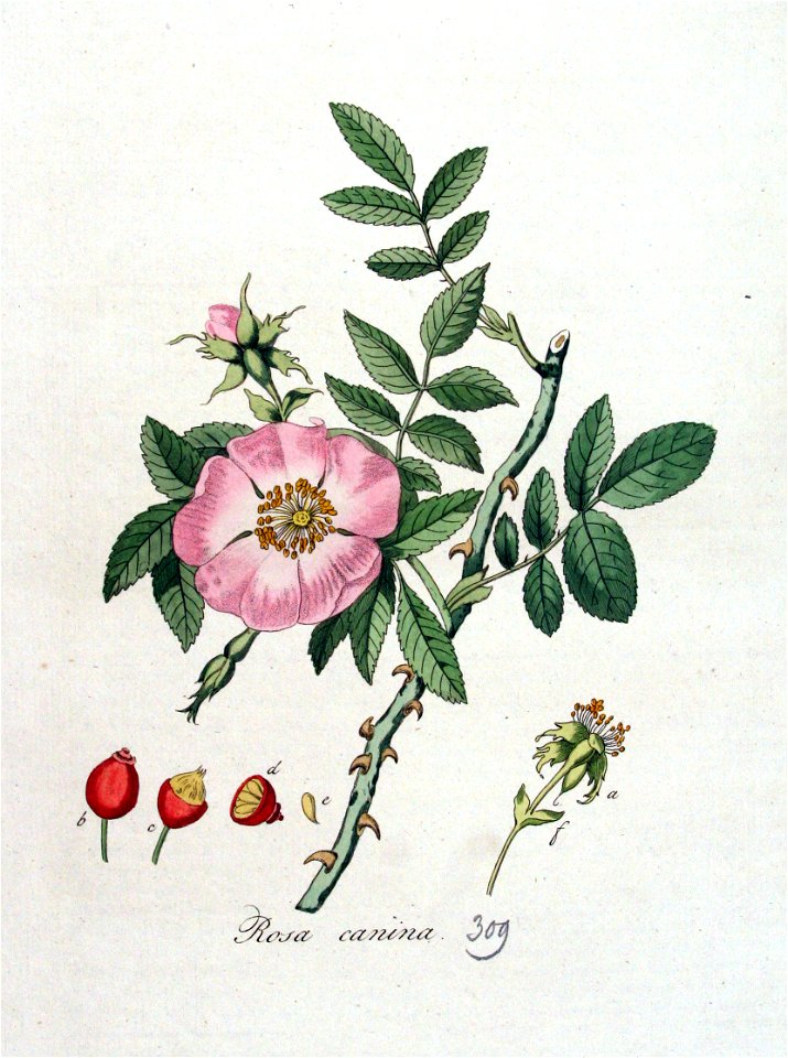 Rosa canina — Flora Batava — Volume v4