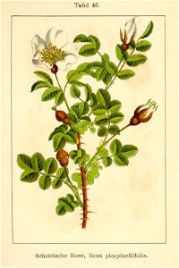 Rosa spinosissima illustration (03)