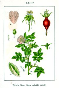 Rosa mollis Sturm08050