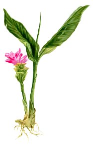 Roscoea lutea Blanco1.3-cropped