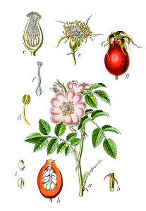 Rosa canina Sturm08051