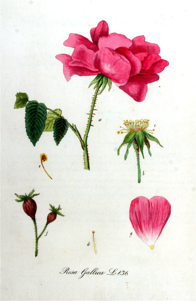 Rosa gallica — Flora Batava — Volume v11