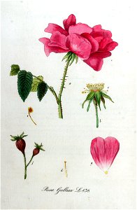 Rosa gallica — Flora Batava — Volume v11