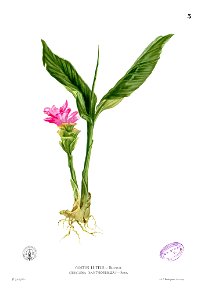 Roscoea lutea Blanco1.3