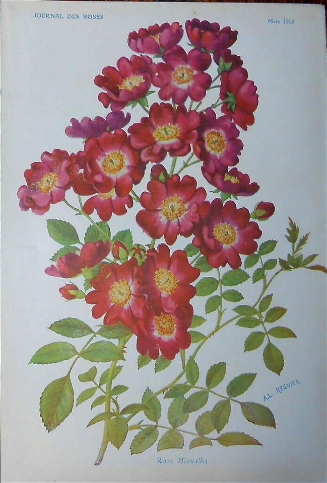 Rose Hiawatha