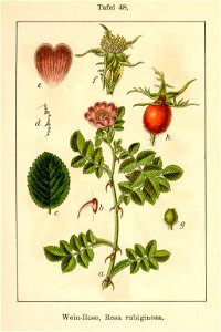 Rosa rubiginosa Sturm08048