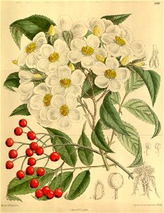 Rosa cerasocarpa 142-8688