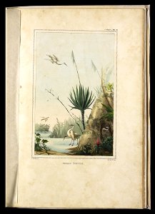Roseau Éventail (2), da Coleção Brasiliana Iconográfica