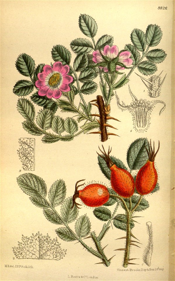 Rosa glutinosa dalmatica 145-8826