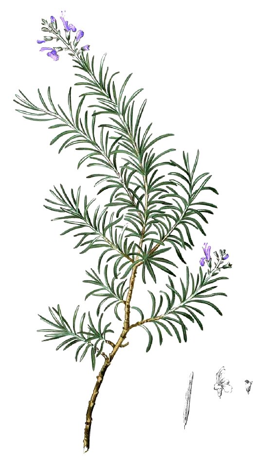 Rosmarinus officinalis Blanco1.94-cropped