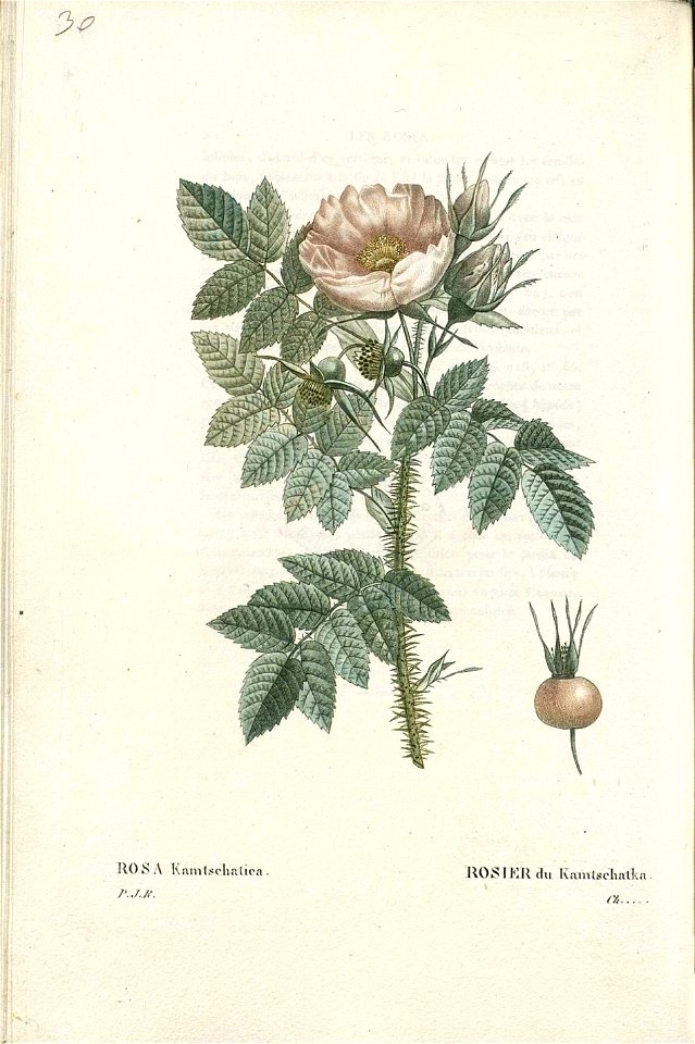 Rosa kamtchatica RED Roses 1 171-page-001