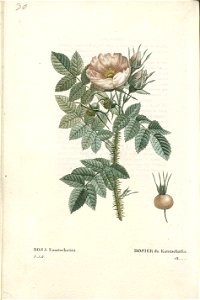 Rosa kamtchatica RED Roses 1 171-page-001