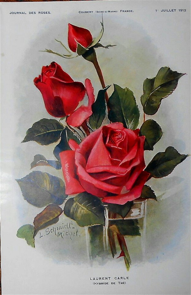 Rose Laurent Carle