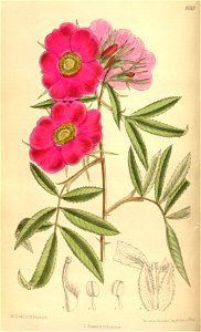 Rosa foliolosa 139-8513
