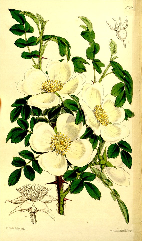 Rosa sericea Curtis’s