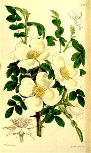 Rosa sericea Curtis’s