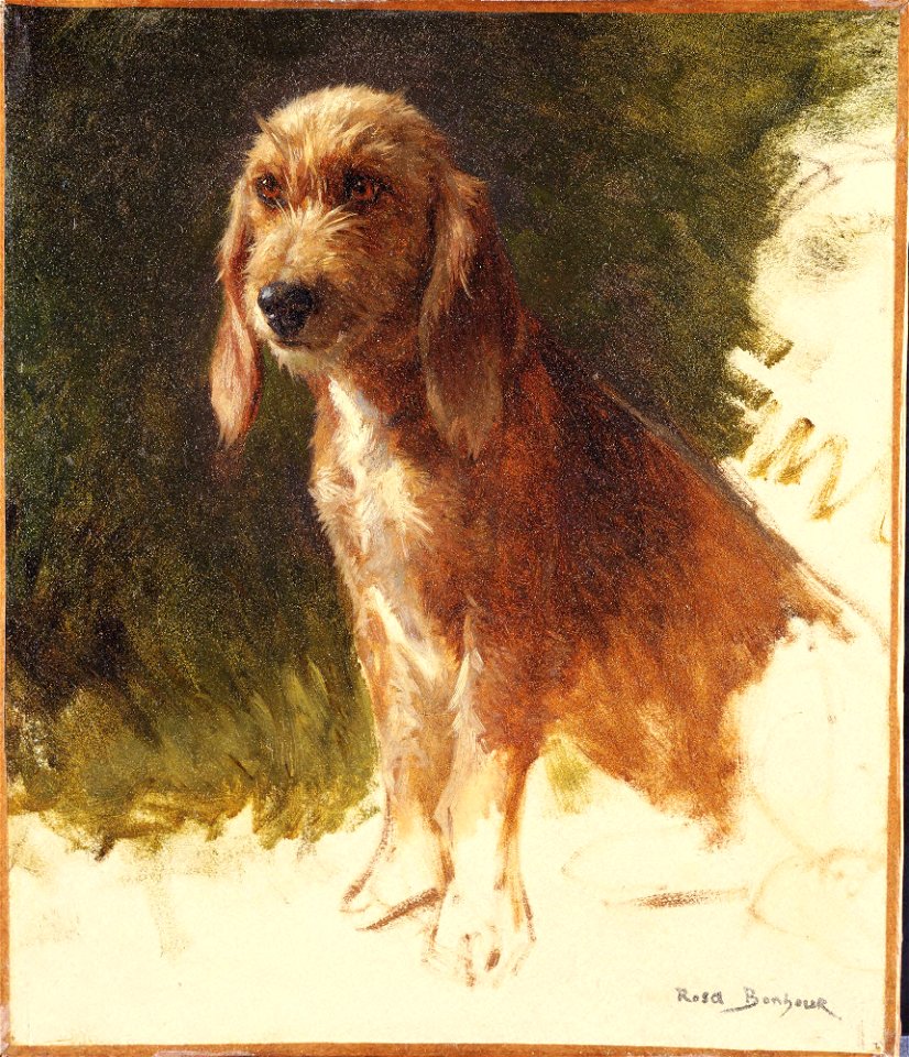 Rosa Bonheur - Study of a Dog - y1976-23 - Princeton University Art Museum