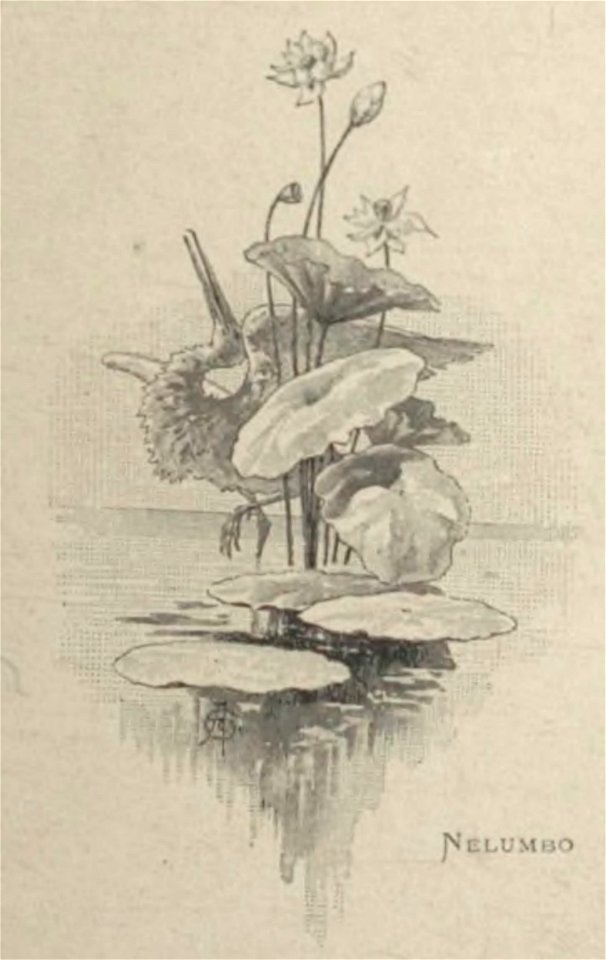 Rosny aîné - Tabubu, 1894 (page 9 crop)