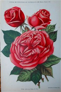Rose Johanna Sebus