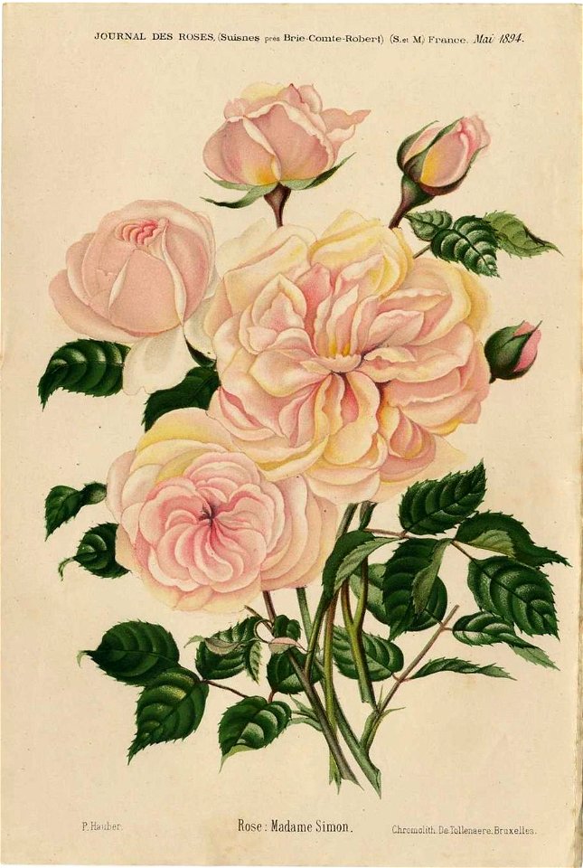 Rose Madame Simon