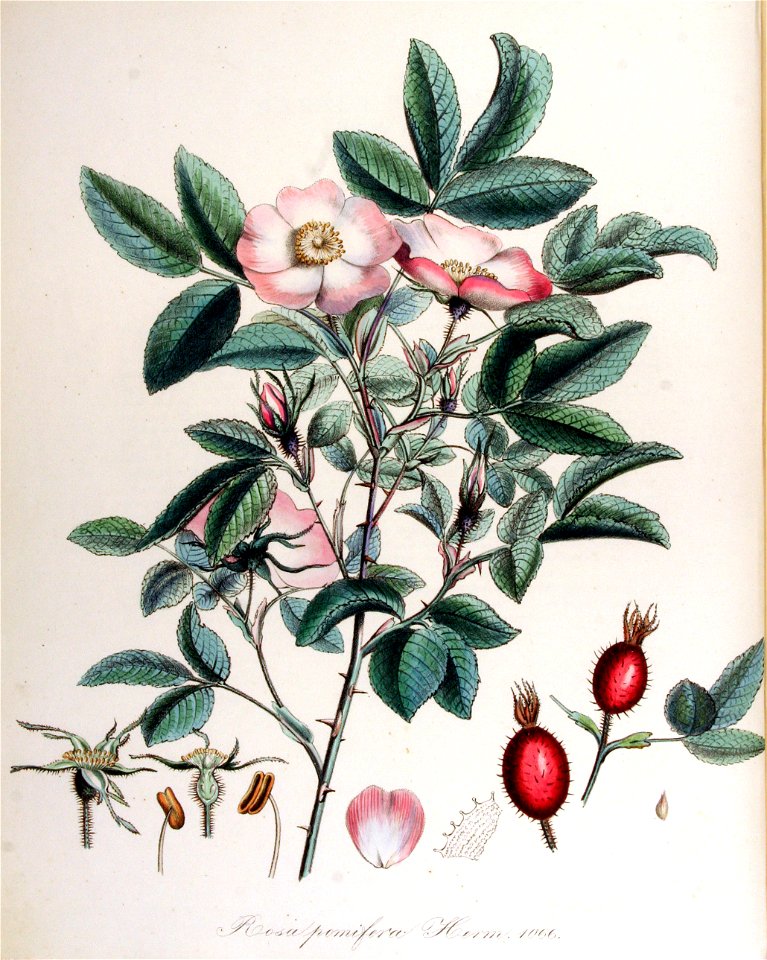 Rosa pomifera — Flora Batava — Volume v14