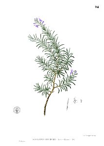 Rosmarinus officinalis Blanco1.94
