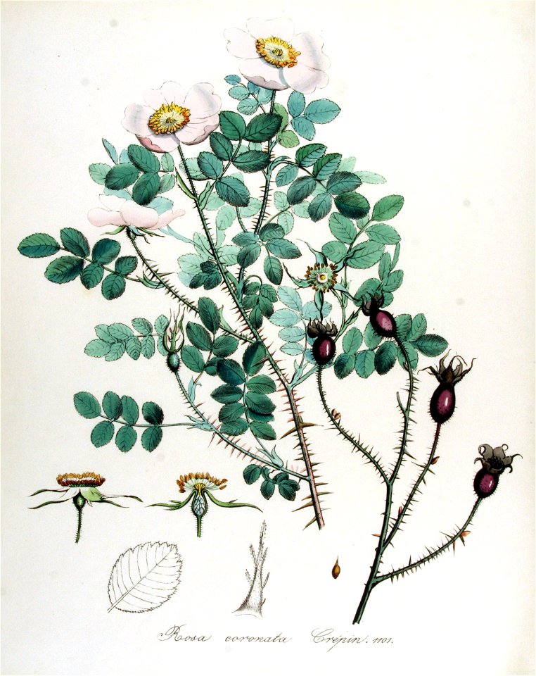 Rosa coronata — Flora Batava — Volume v14