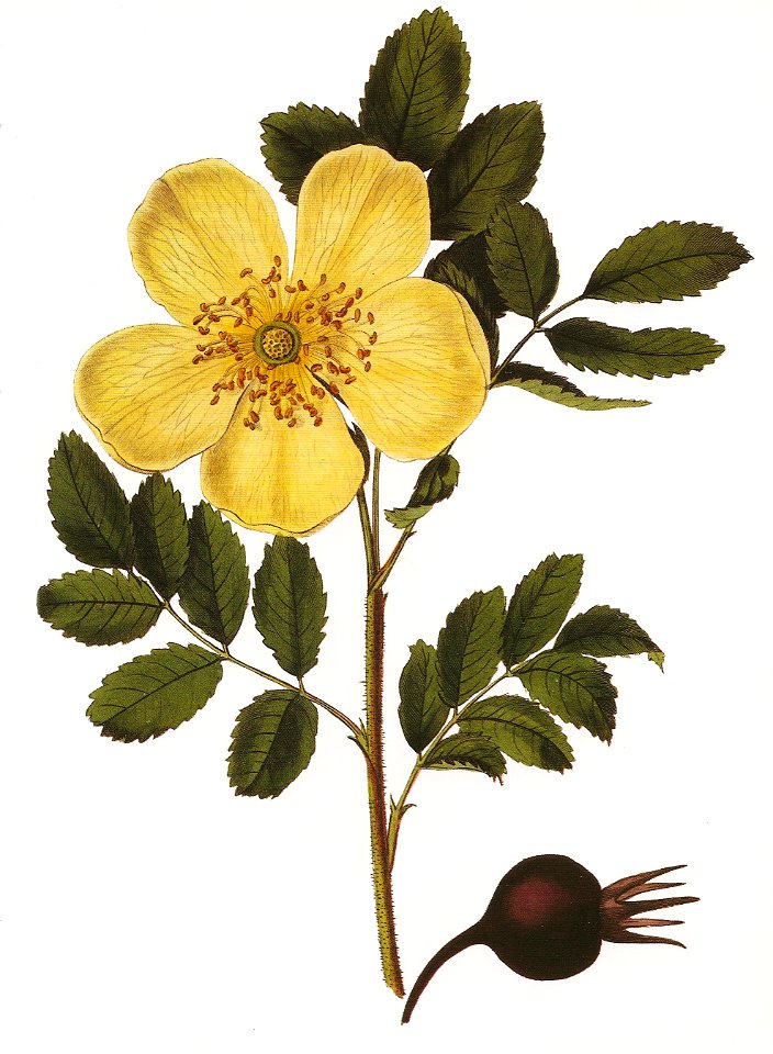 Rosa hemisphaerica RHS