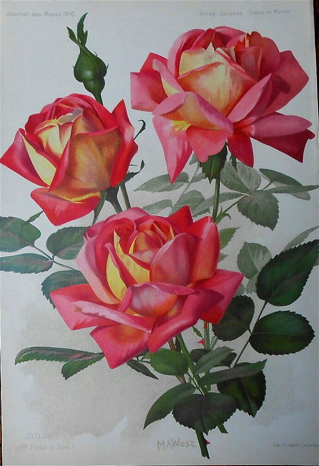 Rosa Juliet