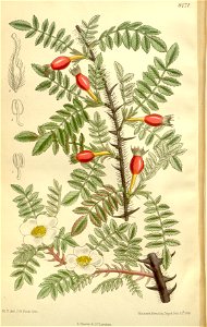 Rosa omeiensis 138-8471