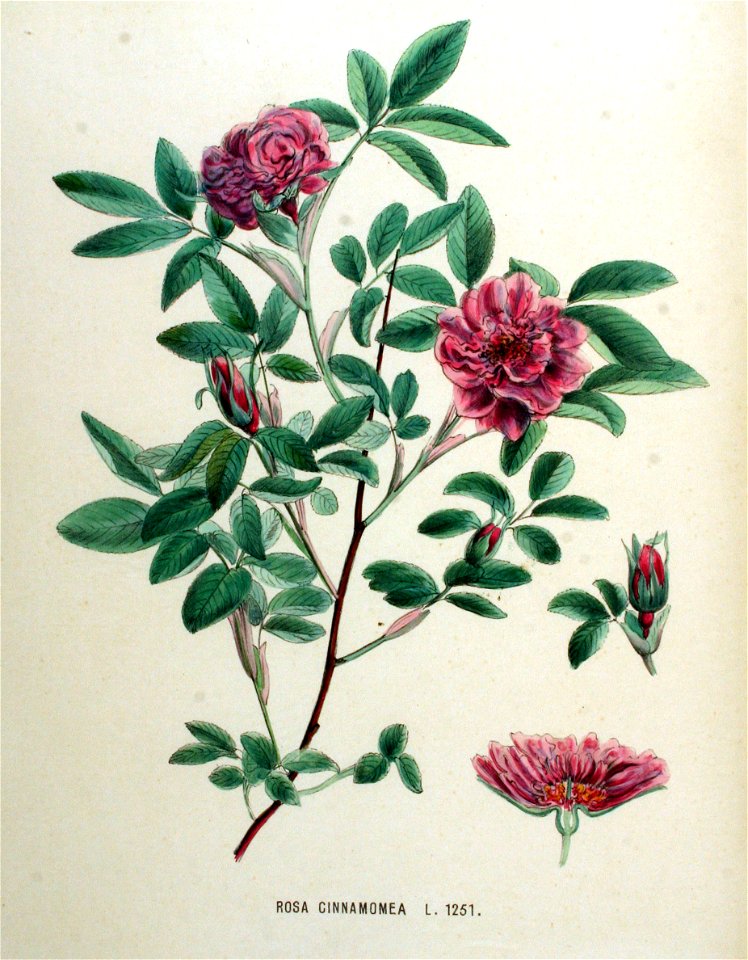 Rosa cinnamomea — Flora Batava — Volume v16