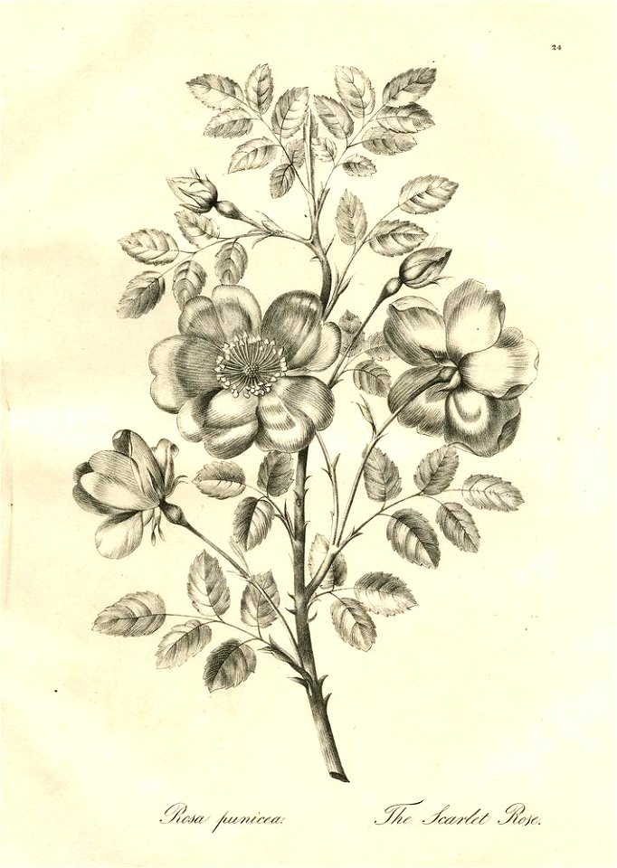 Rosa punicea (BM 1899,0713.208.24)