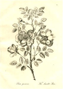 Rosa punicea (BM 1899,0713.208.24)
