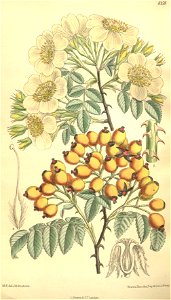 Rosa soulieana