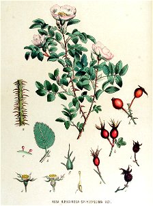Rosa rubiginosa-spinosissima — Flora Batava — Volume v15