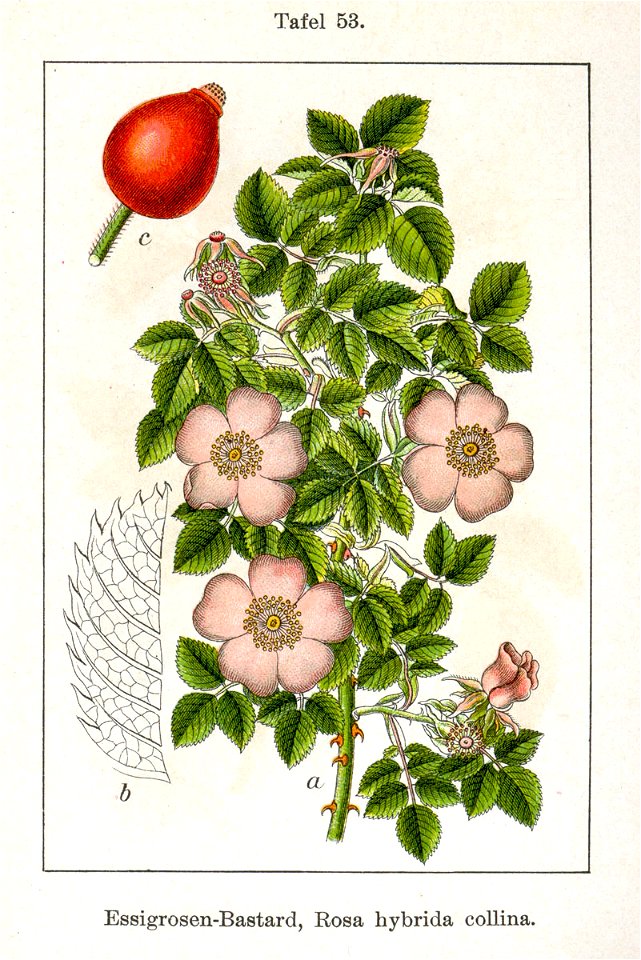 Rosa x Sturm08053