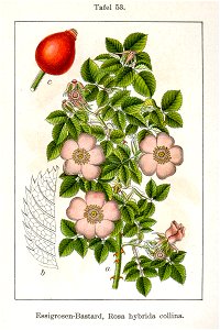 Rosa x Sturm08053