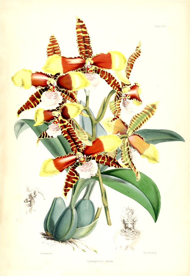 Rossioglossum grande (as Odontoglossum grande) - pl. 8 - Bateman, Monogr.Odont