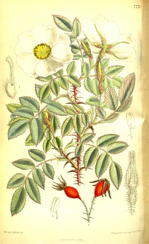 Rosa fedtschenkoana 2