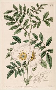 Rosa clinophylla var. clinophylla