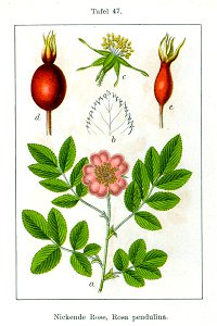 Rosa pendulina Sturm08047