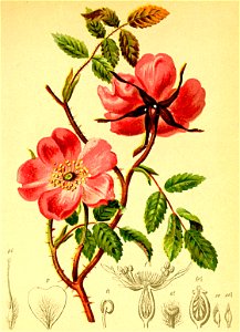 Rosa alpina Atlas Alpenflora