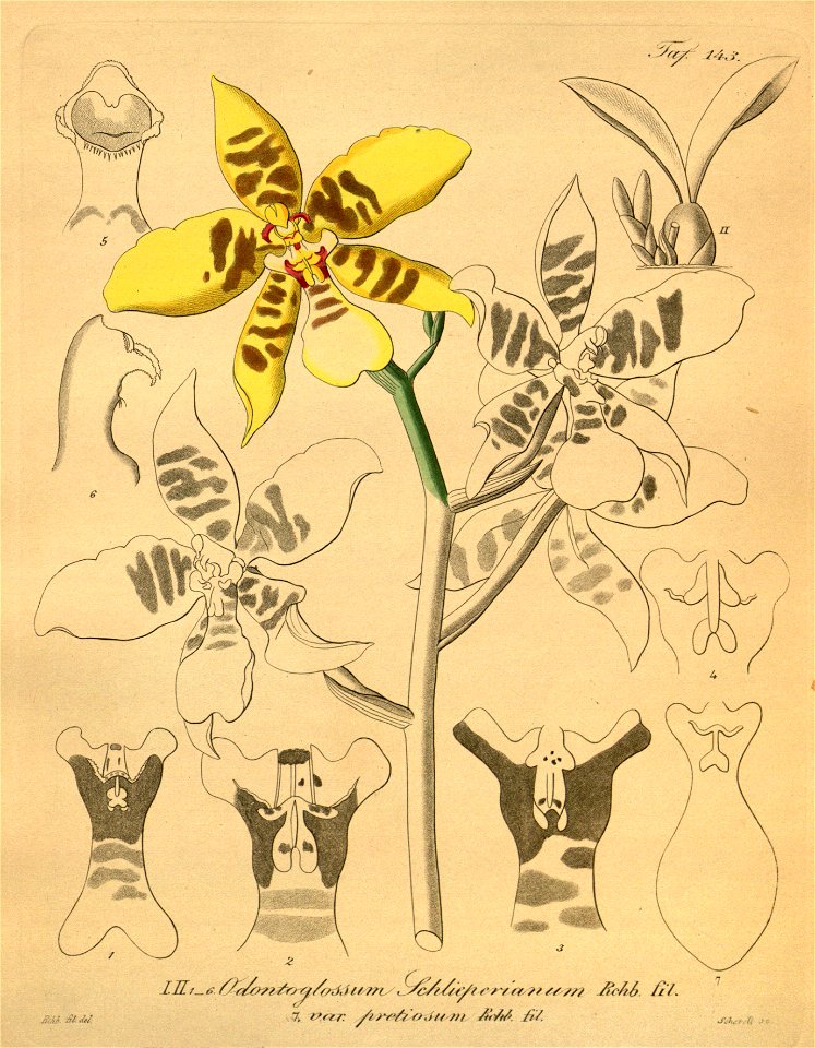 Rossioglossum schlieperianum (as Odontoglossum schlieperianum)-Xenia 2-143 (1874)