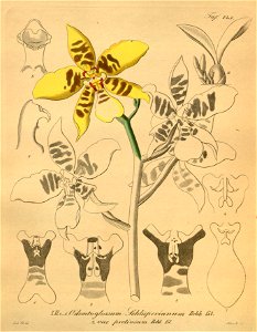 Rossioglossum schlieperianum (as Odontoglossum schlieperianum)-Xenia 2-143 (1874). Free illustration for personal and commercial use.